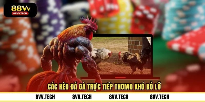 Các kèo đá gà trực tiếp Thomo khó bỏ lỡ