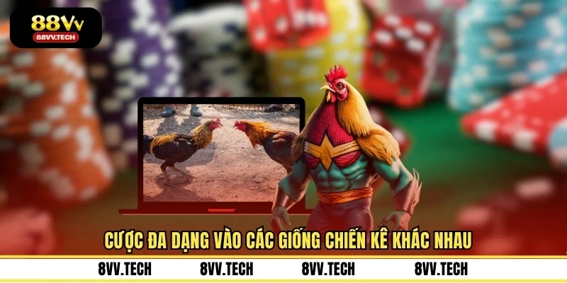 Cược đa dạng vào các giống chiến kê khác nhau